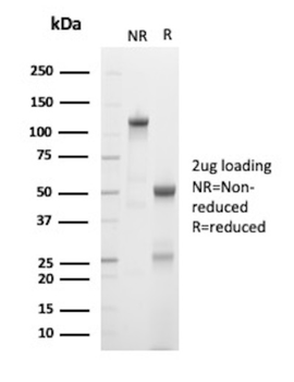 PECAM-1 Antibody
