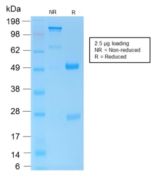PTPRC Antibody