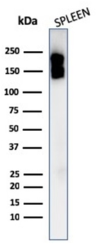 PTPRC Antibody
