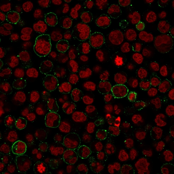 PTPRC Antibody