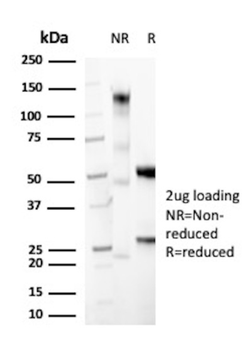 PTPRC Antibody