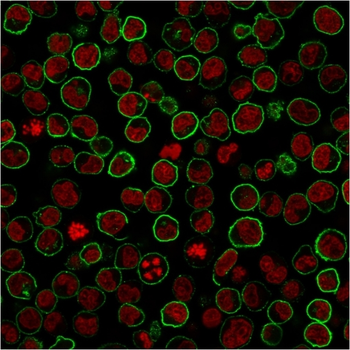 PTPRC Antibody