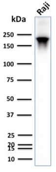 PTPRC Antibody