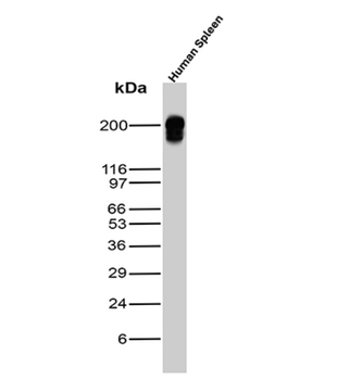 PTPRC Antibody