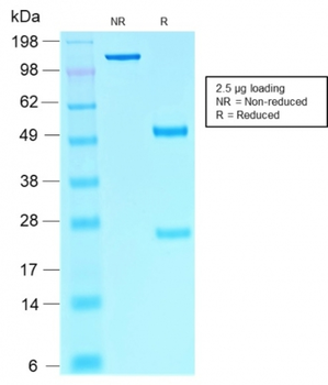SOX10 Antibody