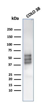 SOX10 Antibody
