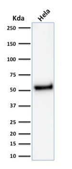 TP53 Antibody