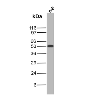 TP53 Antibody