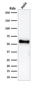TP53 Antibody