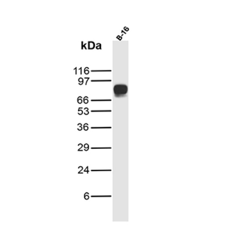 TYRP1 Antibody