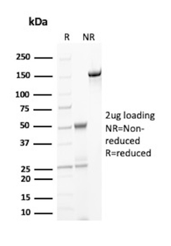 UCHL1 Antibody