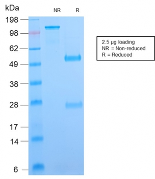 VTCN1 Antibody