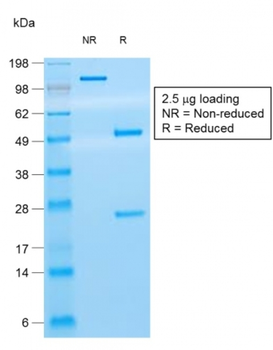CD8A Antibody