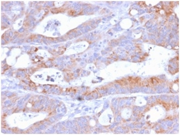 CD86 Antibody
