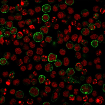 CD86 Antibody