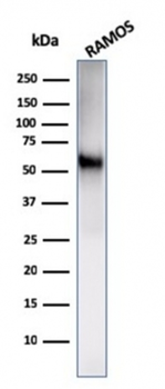 CD86 Antibody