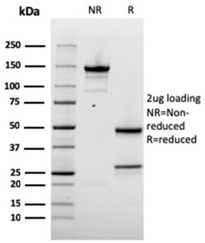 NAPSA Antibody