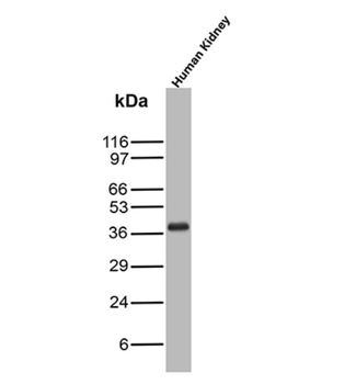 NAPSA Antibody