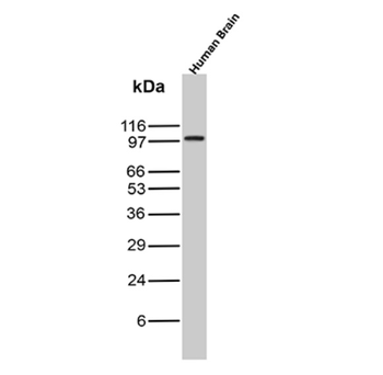 CD40 Antibody