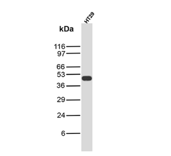 CD40 Antibody
