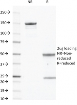 CD40 Antibody
