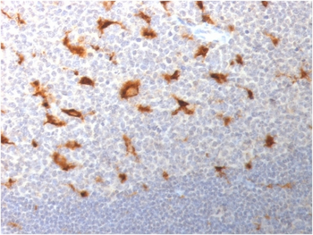 CD68 Antibody