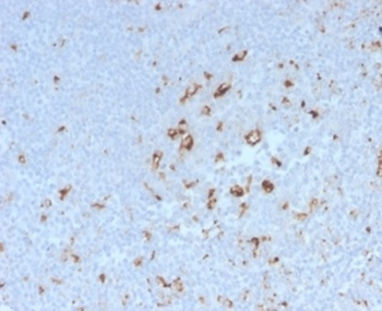 CD68 Antibody