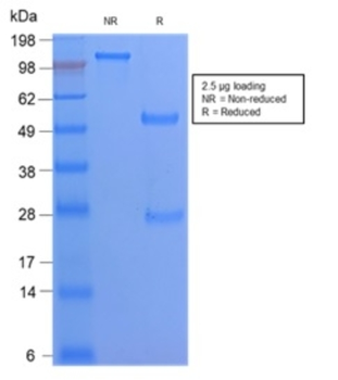 CD68 Antibody