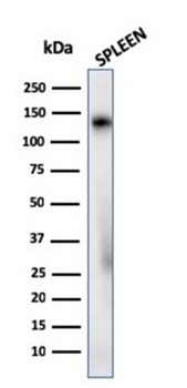 CD68 Antibody