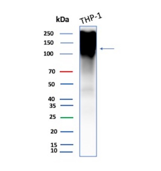 CD68 Antibody