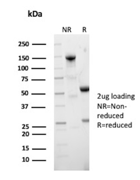 CD68 Antibody