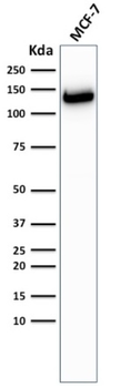 CDH1 Antibody