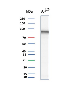 MALT1 Antibody