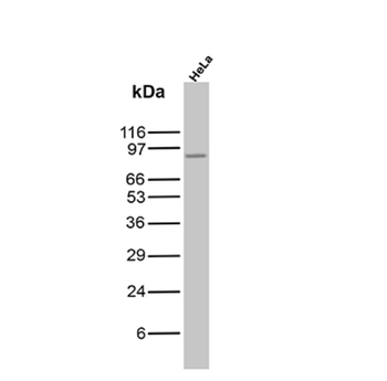 MALT1 Antibody