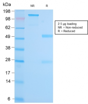 MALT1 Antibody