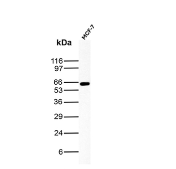 ESR1 Antibody