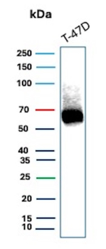 ESR1 Antibody