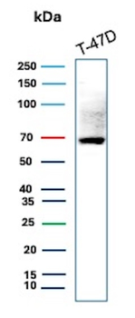 ESR1 Antibody