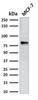EZH2 Antibody
