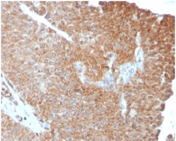 SERBP1 Antibody