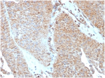 SERBP1 Antibody