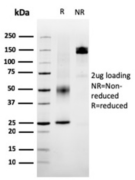 SERBP1 Antibody