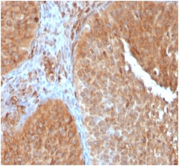 SERBP1 Antibody