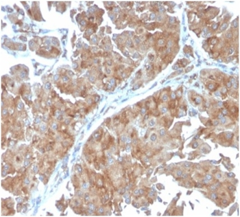 SERBP1 Antibody