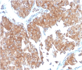 SERBP1 Antibody