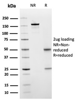 SERBP1 Antibody