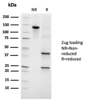 GH1 Antibody