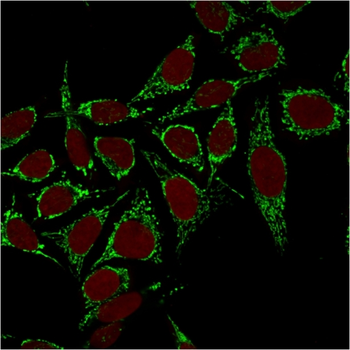 HSPD1 Antibody