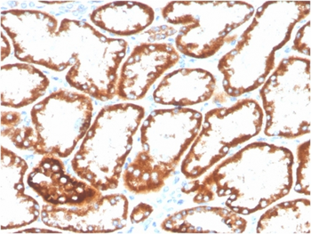 TNFRSF9 Antibody