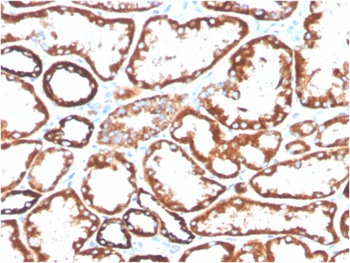 TNFRSF9 Antibody